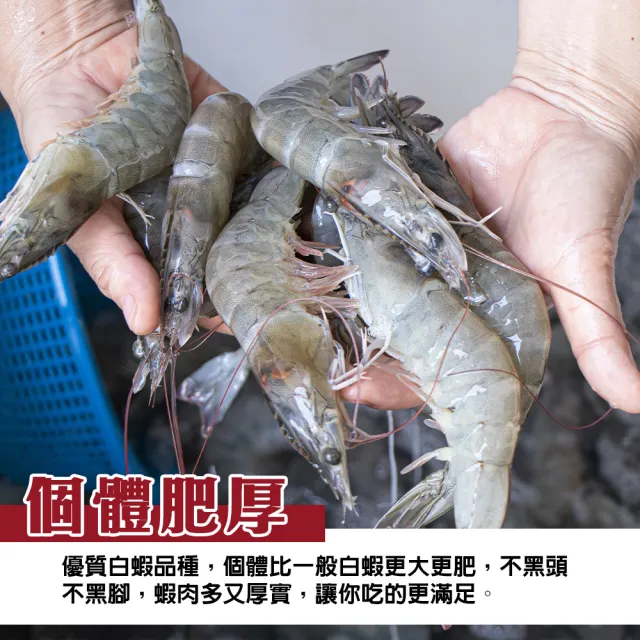 【三頓飯】野放活凍超大中南美洲馬白蝦 4盒組(600g/盒 約10-20尾/盒)
