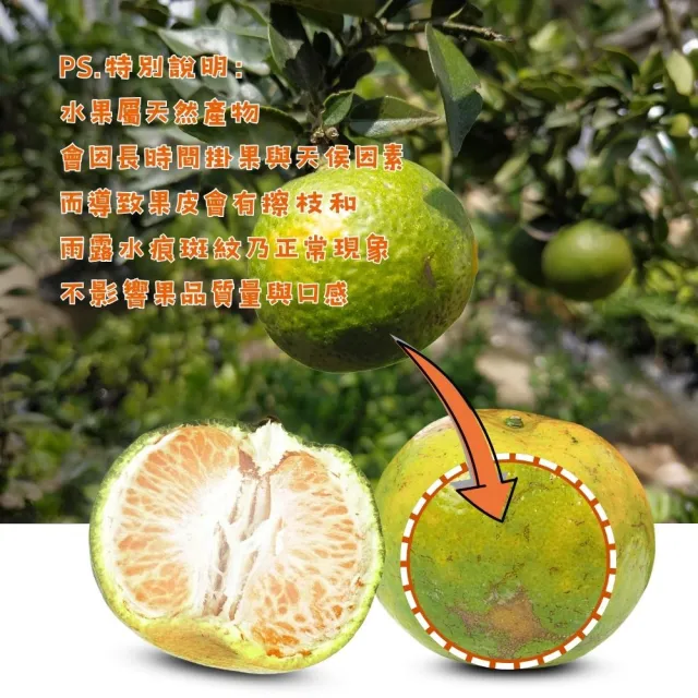 【賞菓優鮮】白河關子嶺老欉青橘椪柑精美中果禮盒1盒(11-13粒/5斤)(肉橘酸甜_皮青馨香_產地現採直送)