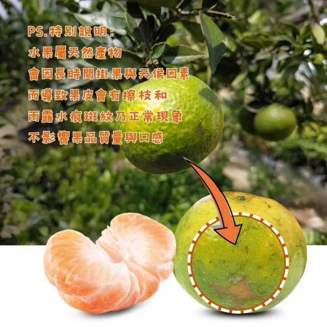 【賞菓優鮮】白河關子嶺老欉青橘椪柑精美大果禮盒2盒(9-10粒/5斤X2盒)(肉橘酸甜_皮青馨香_產地現採直送)