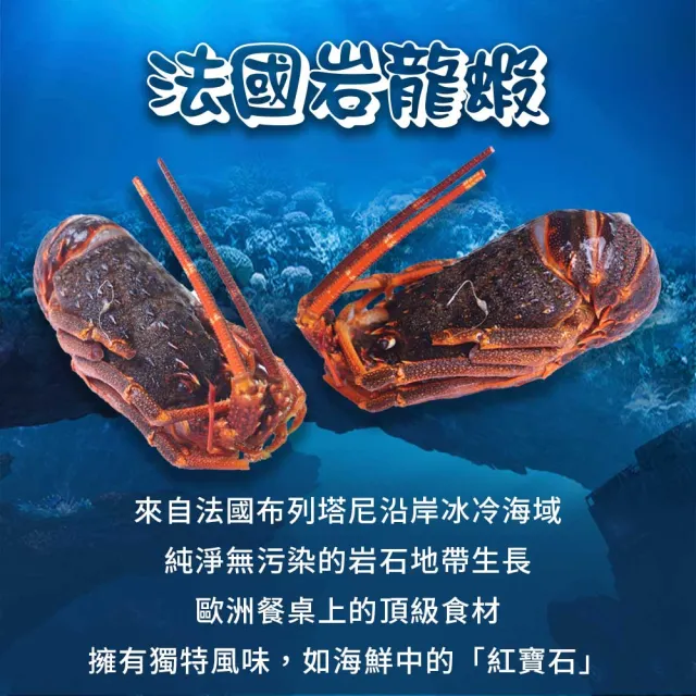 【優鮮配】法國岩石龍蝦X3尾(約320g/尾/船凍/火焰紅龍蝦、岩龍蝦