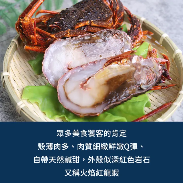 【優鮮配】法國岩石龍蝦X3尾(約320g/尾/船凍/火焰紅龍蝦、岩龍蝦