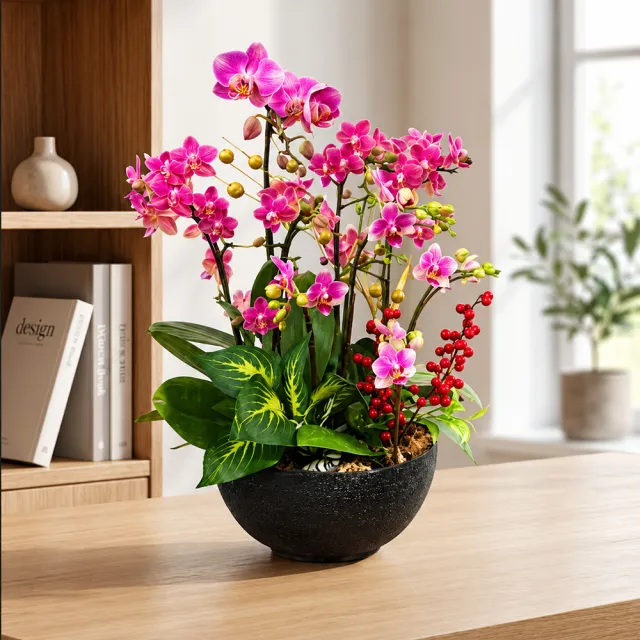 【興農】興農芳蘭園-蘭花5入7梗桌上型小花 花色隨機