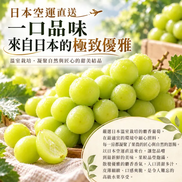 【WANG 蔬果】日本長野/山梨縣溫室麝香葡萄10串x1箱(350g/串_原裝箱)