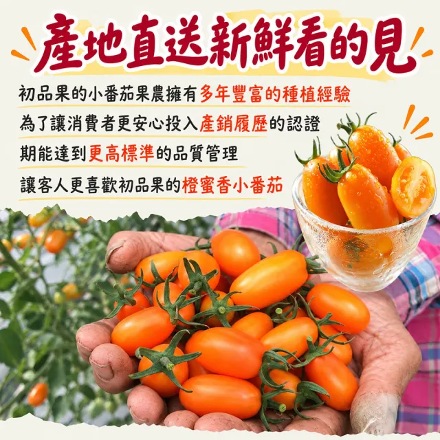 【初品果】高雄美濃達哥橙蜜香小番茄禮盒3斤x8盒(送禮/禮盒/水果禮盒_春節禮盒_產銷履歷_季節限定)
