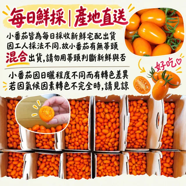 【初品果】高雄美濃達哥橙蜜香小番茄禮盒3斤x4盒(送禮/禮盒/水果禮盒_春節禮盒_產銷履歷_季節限定)