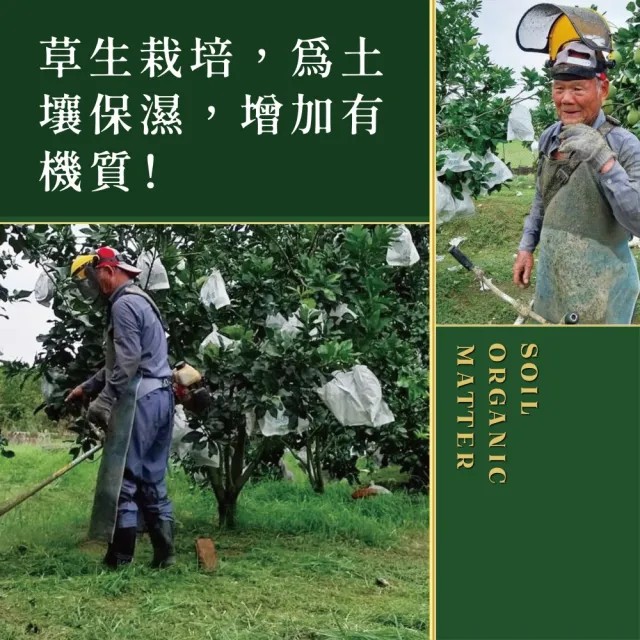 e果園-台南麻豆特選-西施柚10台斤/箱(約5-6大顆/箱)