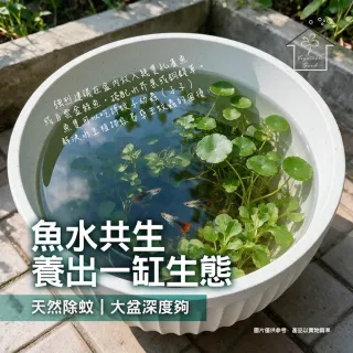 【蔬菜工坊】淺蓮盆大 無孔水生植物盆 30cm PP材質 蓮花睡蓮適用