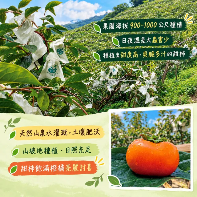【初品果】達觀部落余大哥8A高山甜柿大禮盒12顆x2箱(每顆300g±10%_年節禮盒_產地直送)