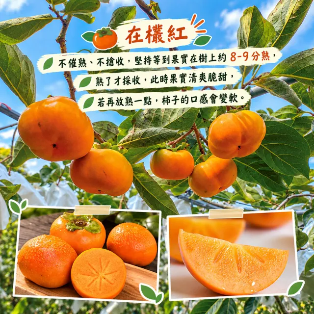 【初品果】達觀部落余大哥高山甜柿8A大顆12顆x1箱/禮盒(300g/顆_水果禮盒_產地直送_)