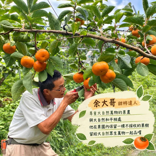 【初品果】達觀部落余大哥9A高山甜柿禮盒6顆x1盒(每顆315g±10%_年節禮盒_產地直送)