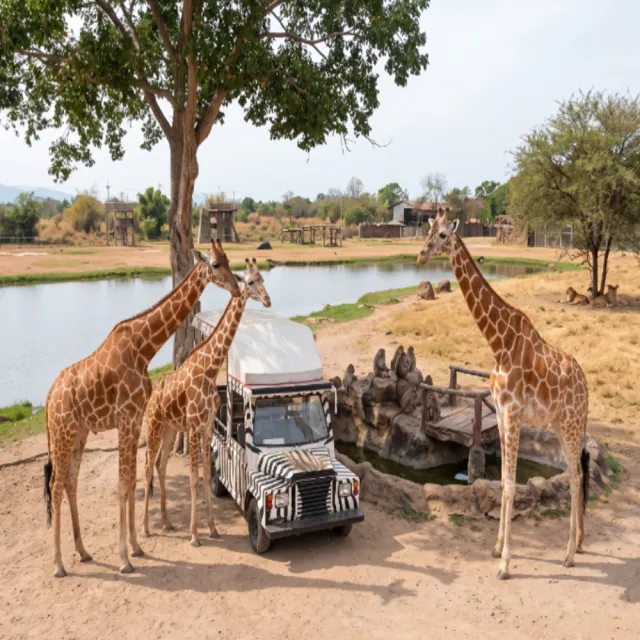 【喜鴻假期】★無購物．高雄出發．泰冒險曼谷北碧６日★北碧Safari動物園、竹筏漂流