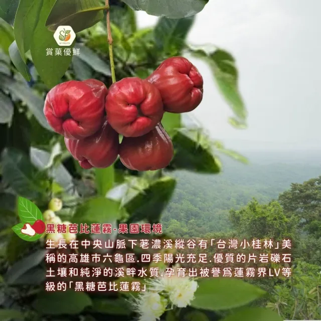 【賞菓優鮮】六龜荖濃溪畔黑糖芭比蓮霧精美小果禮盒1盒(14-16粒/2.5斤)(蓮霧界LV美譽_產地現採直送)