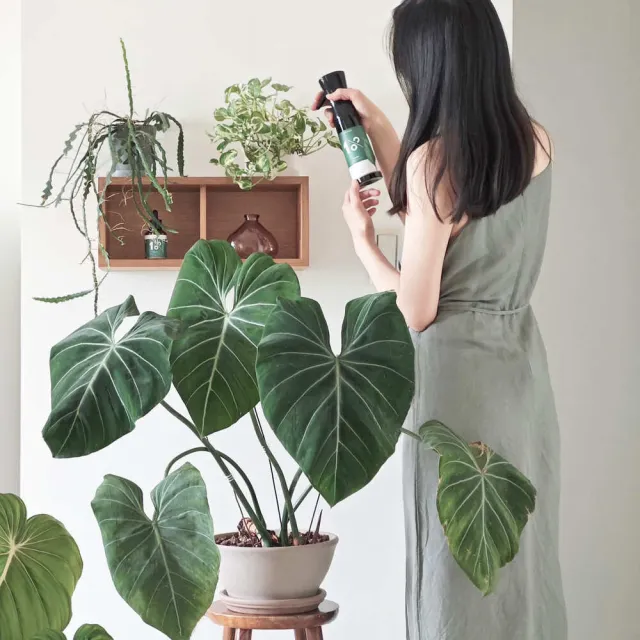 【1%植物關鍵】植物保養噴霧300ml+植物營養精華60ml(室內植物肥料 盆栽液肥 多肉養分 居家植栽營養劑 施肥)