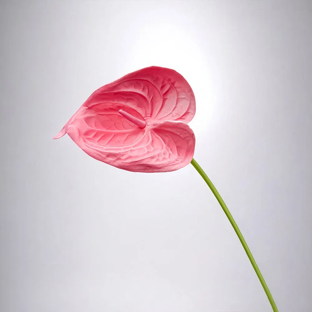 【Floral M】黛安娜心型火鶴甜心粉仿真花花材2入組(人造花/仿真花/假花/花藝DIY/裝飾花材)