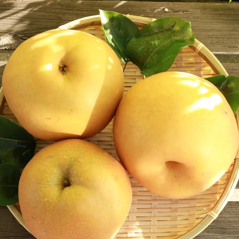 【WANG 蔬果】韓國水梨特大顆(8入禮盒_650g/顆) 水果禮盒 三節送禮 中秋送禮